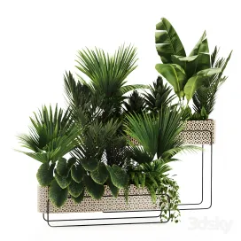 Indoor plants in box